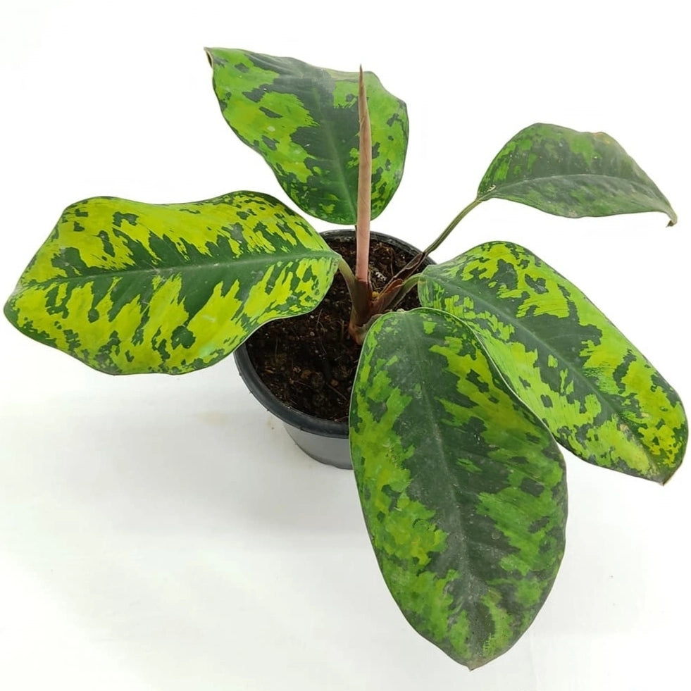 Homalomena Wallisii Camouflage Rare