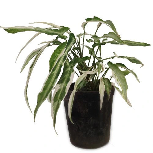 Syngonium Starlite / Starlight