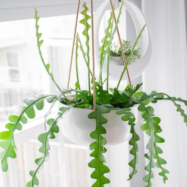 Fishbone Cactus, Epiphyllum Anguliger, Zig zag cactus Plant