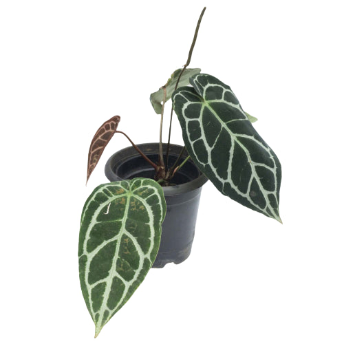 Anthurium Crystallinum Dark Form