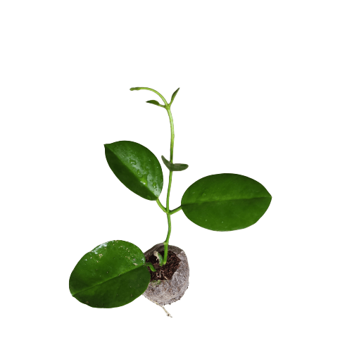 Hoya Australis - White