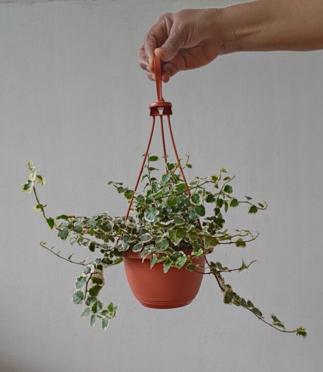 Ficus pumila 'Variegata'