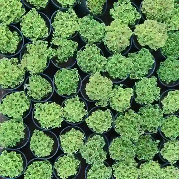 Selaginella Apoda, Coral Fern Plant