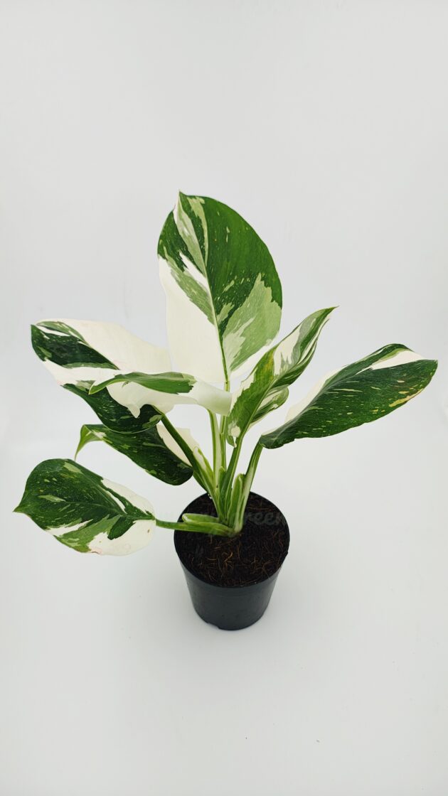 Philodendron white wizard marble