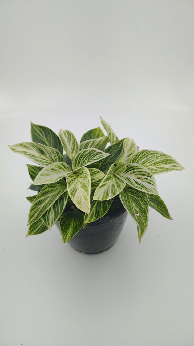 Philodendron Birkin Gold
