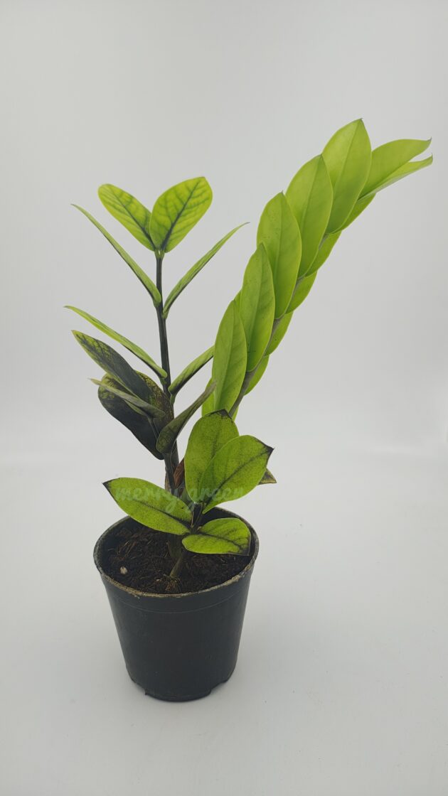 Black ZZ 'Aurea'