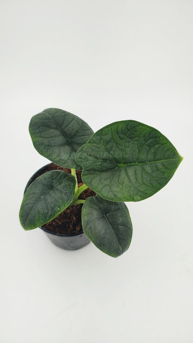 Alocasia Melo