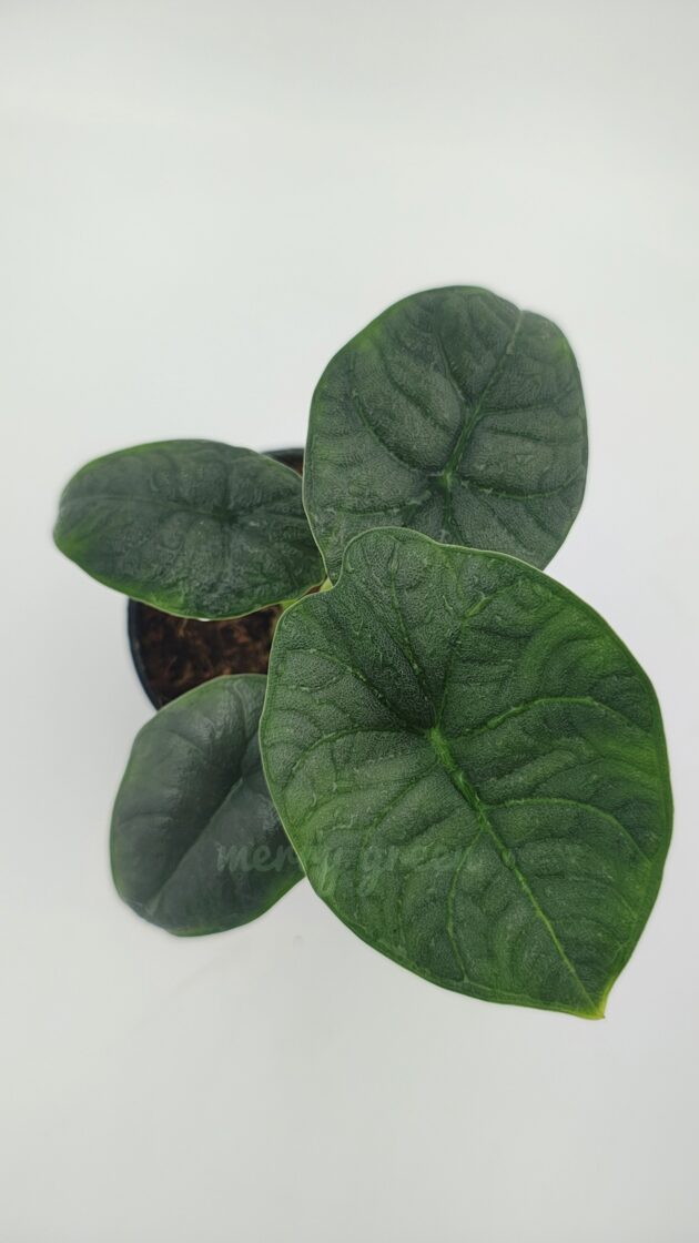 Alocasia Melo