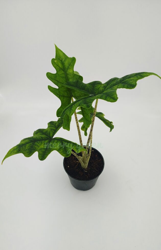 Alocasia Jacklyn