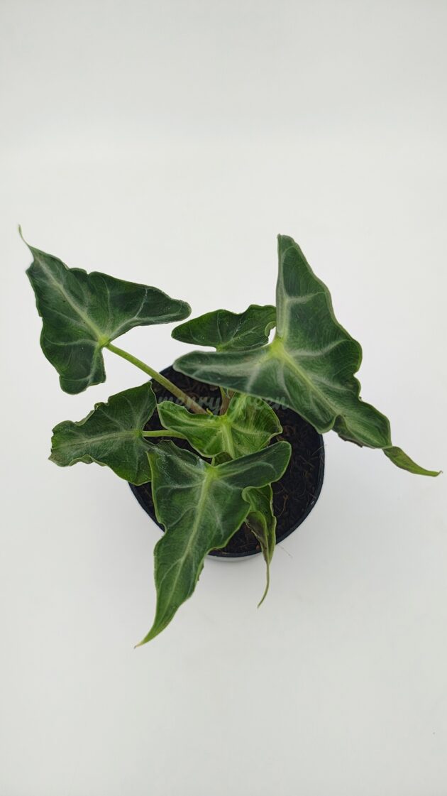 Alocasia Loco