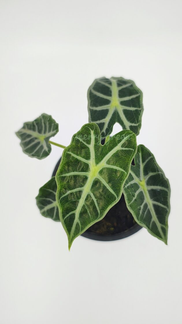 Alocasia 'Parasol'