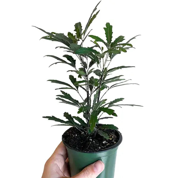 Aralia Black Plant | False aralia (Plerandra Elegantissima)