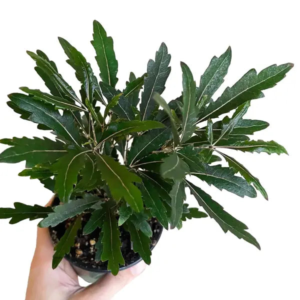 Aralia Black Plant | False aralia (Plerandra Elegantissima)
