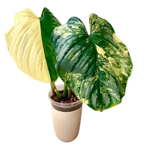 Philodendron Mamei Variegated - Rare Plant