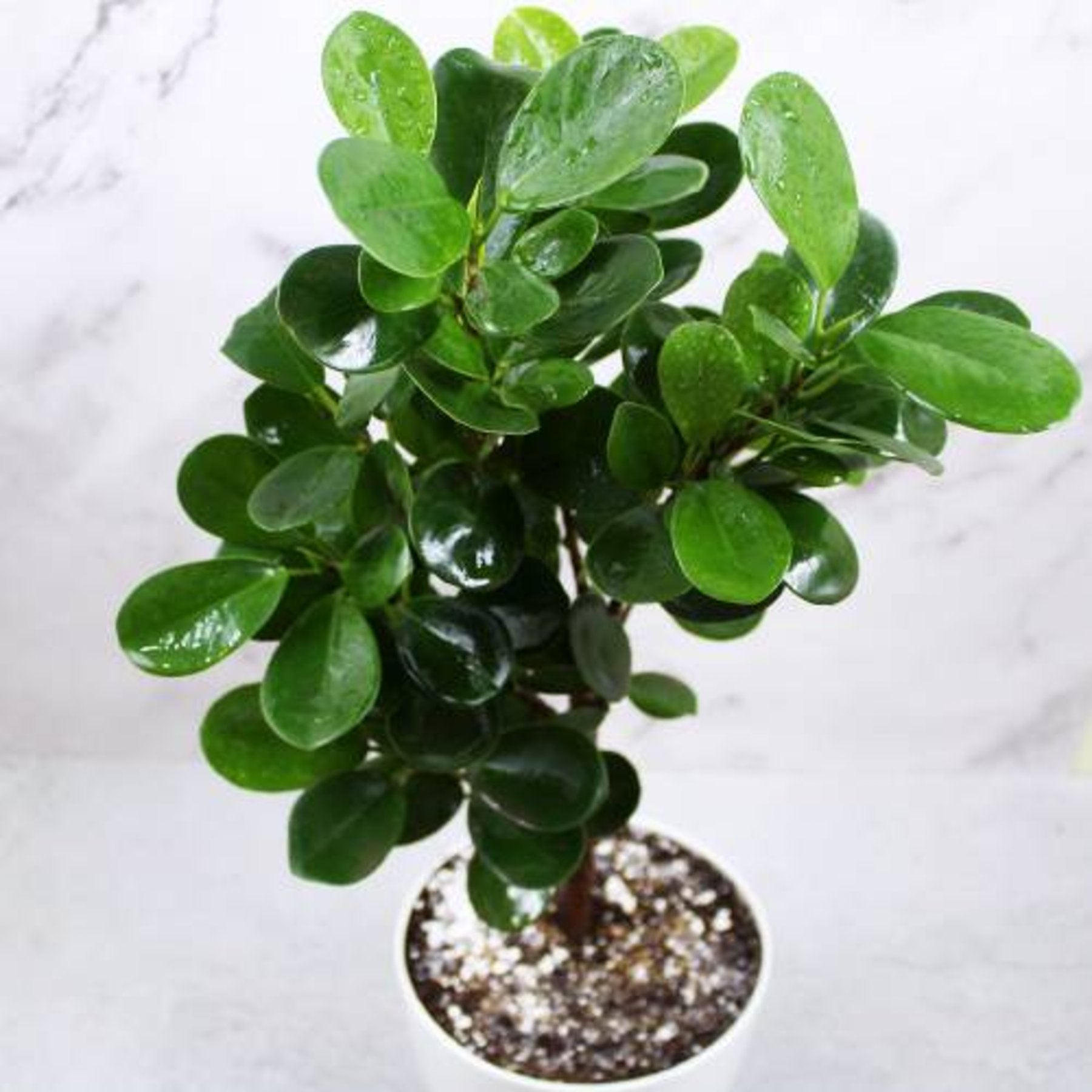 Compact Ficus – Lush green Ficus microcarpa compacta foliage – Foliages India