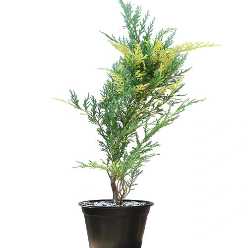 London Pine Variegated - Rare