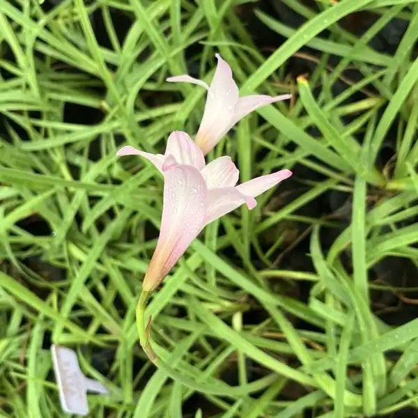 Zephyranthes Carinata , Rain Lily Big light Pink - Blub