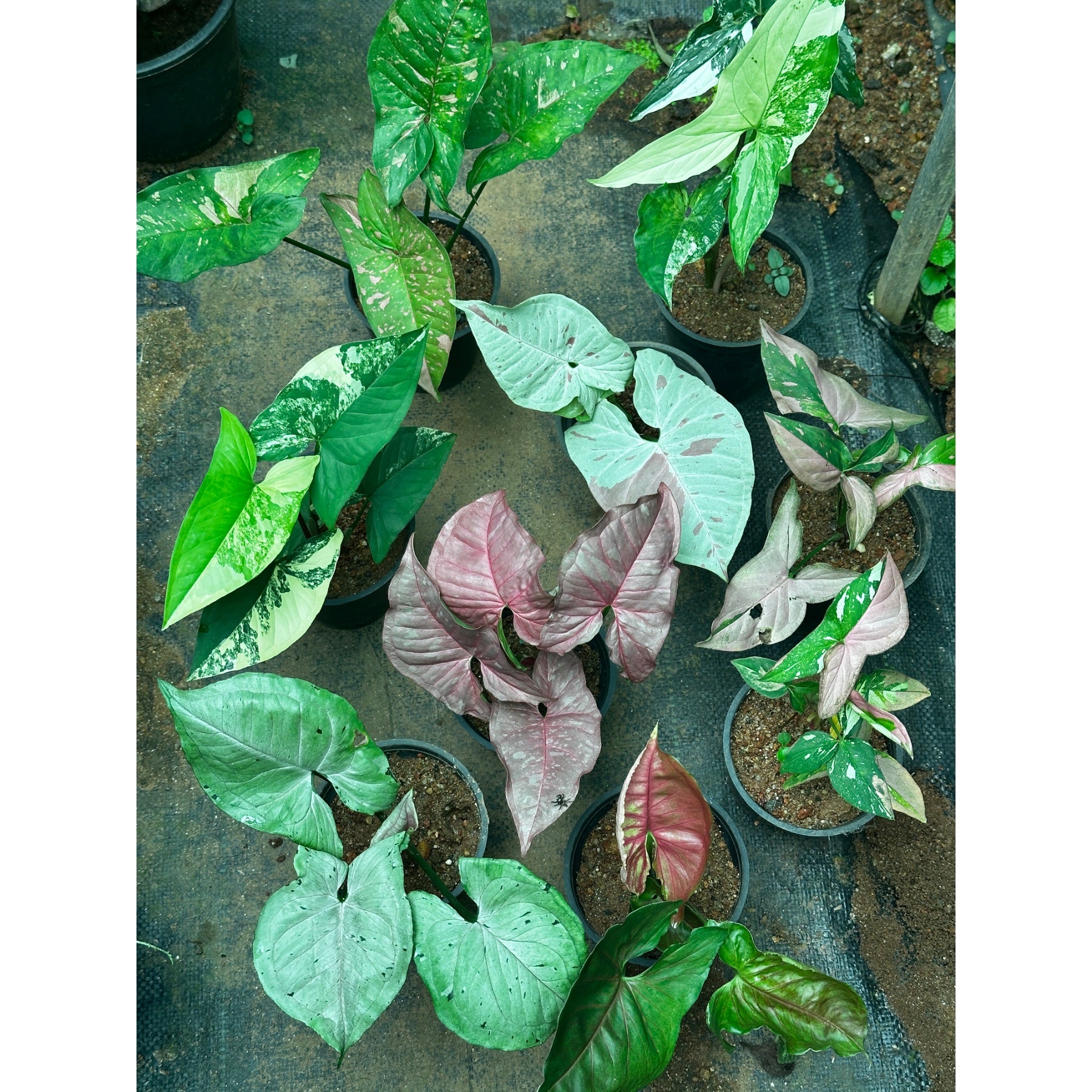 Syngonium Albo Variegated foliage detail – rare indoor collector plant – Foliages.in
