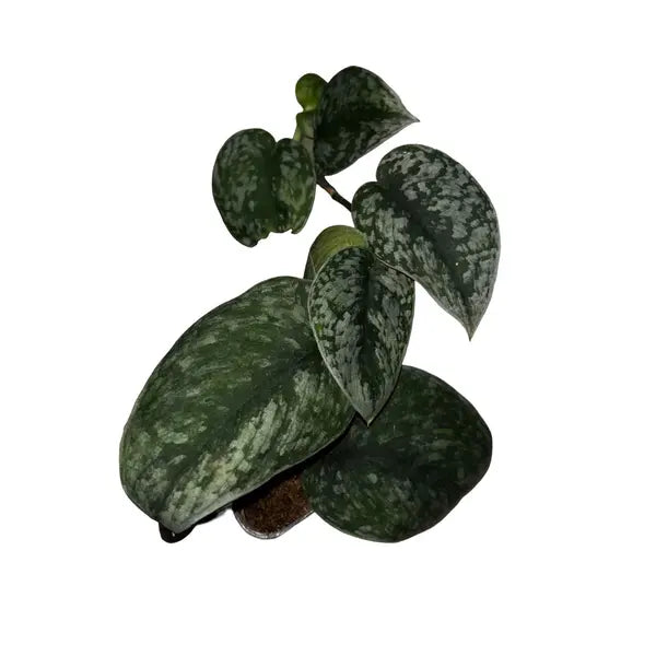 SCINDAPSUS PICTUS SILVER SPLASH - Rare
