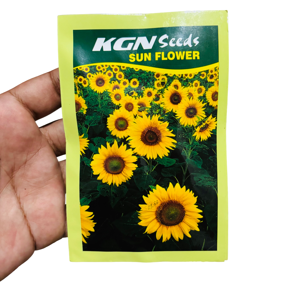 Sunflower plant - Seeds