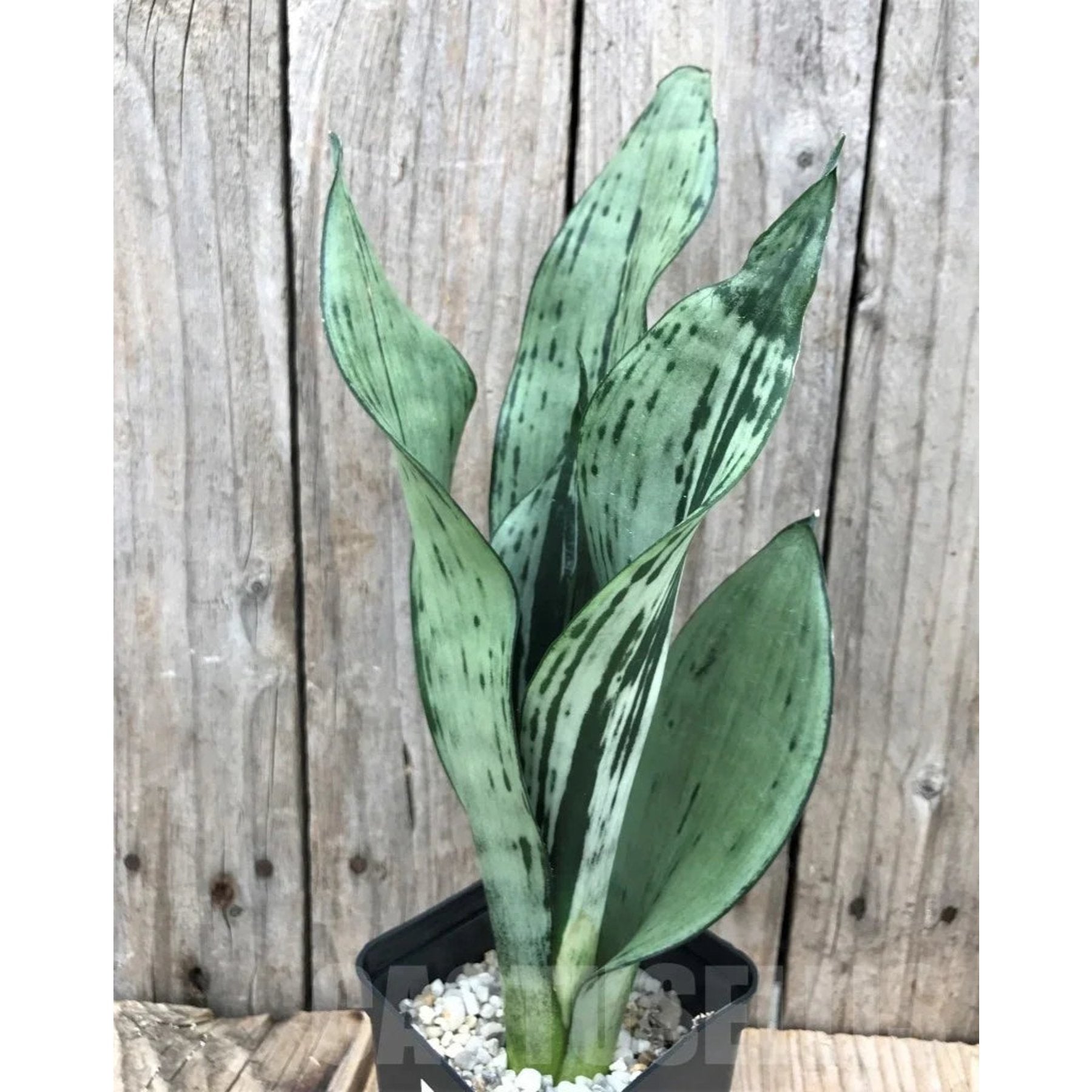 Brazilian Moonshine Snake Plant – Striking silver-green variegated foliage – Foliages India