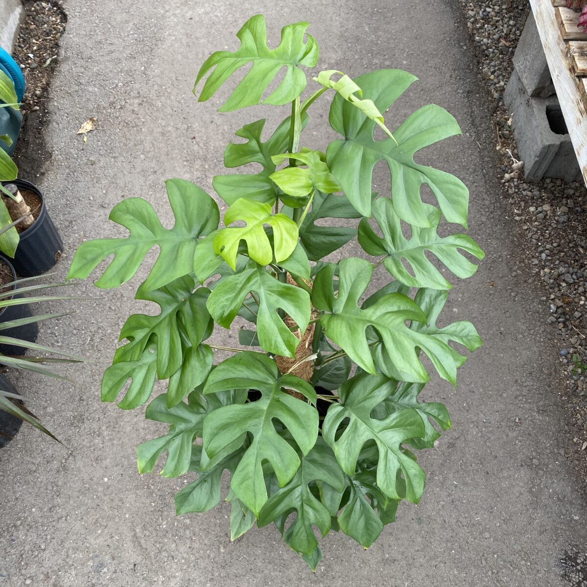 Philodendron Minima