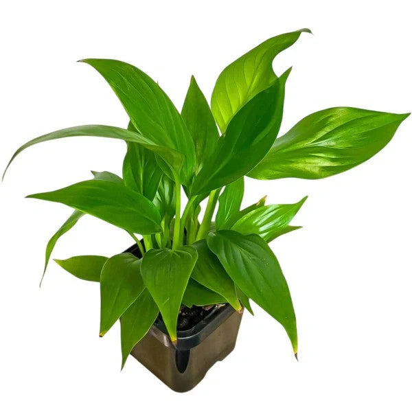Peace Lily, Spathiphyllum Plant - SMALL