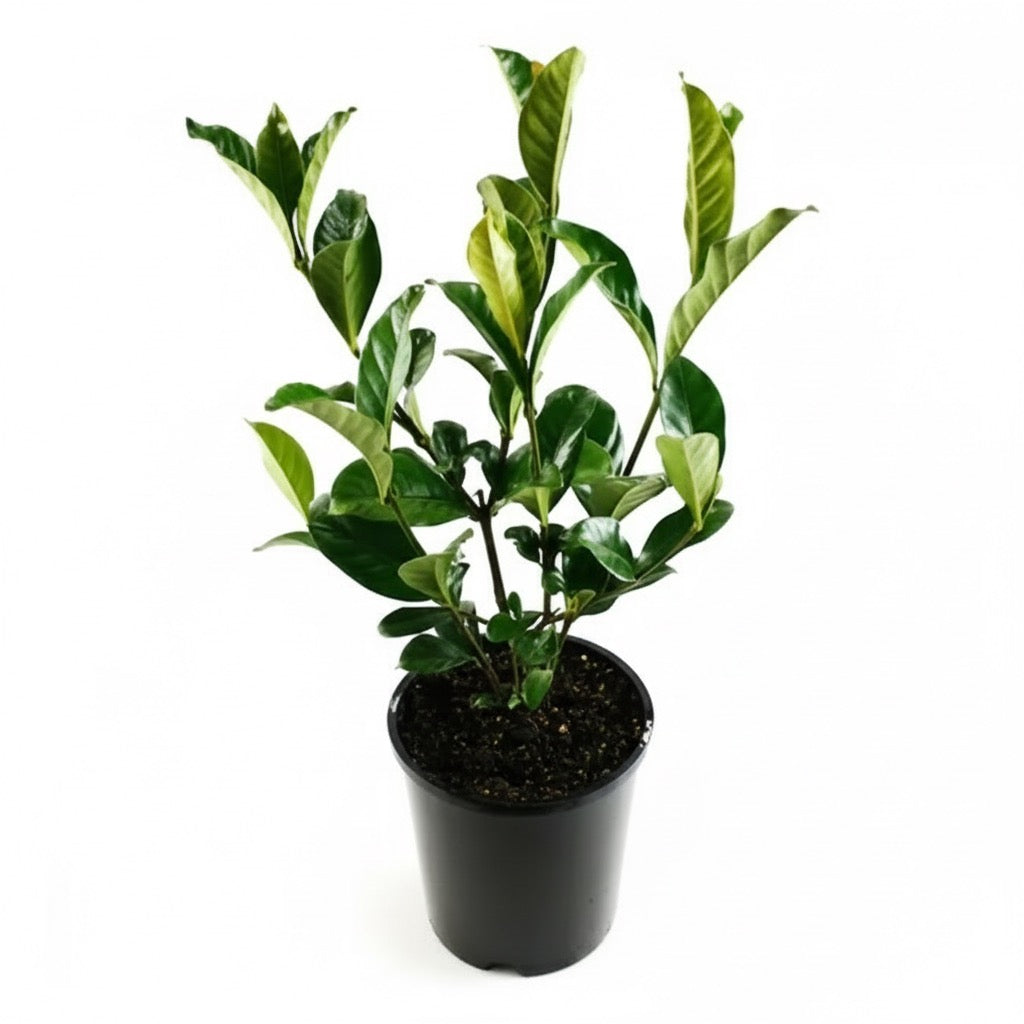 Gardenia ,Gandharajan plant