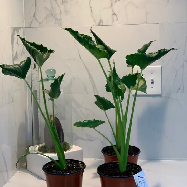 Alocasia Triangularis(Small)
