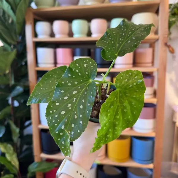 Begonia Albo-picta