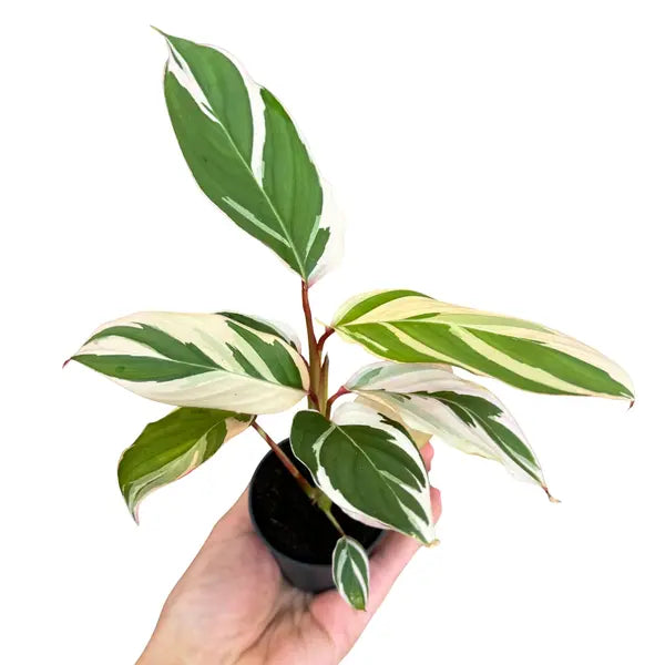 Calathea 'Princess Dalya' Variegated