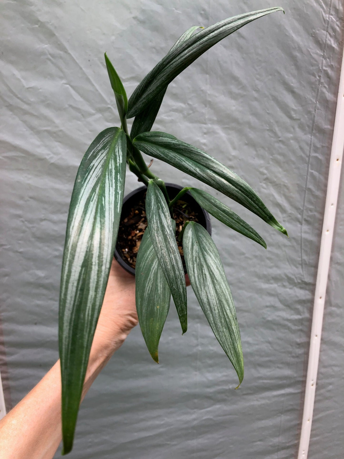 Philodendron Amplissimum silver – Foliages.in