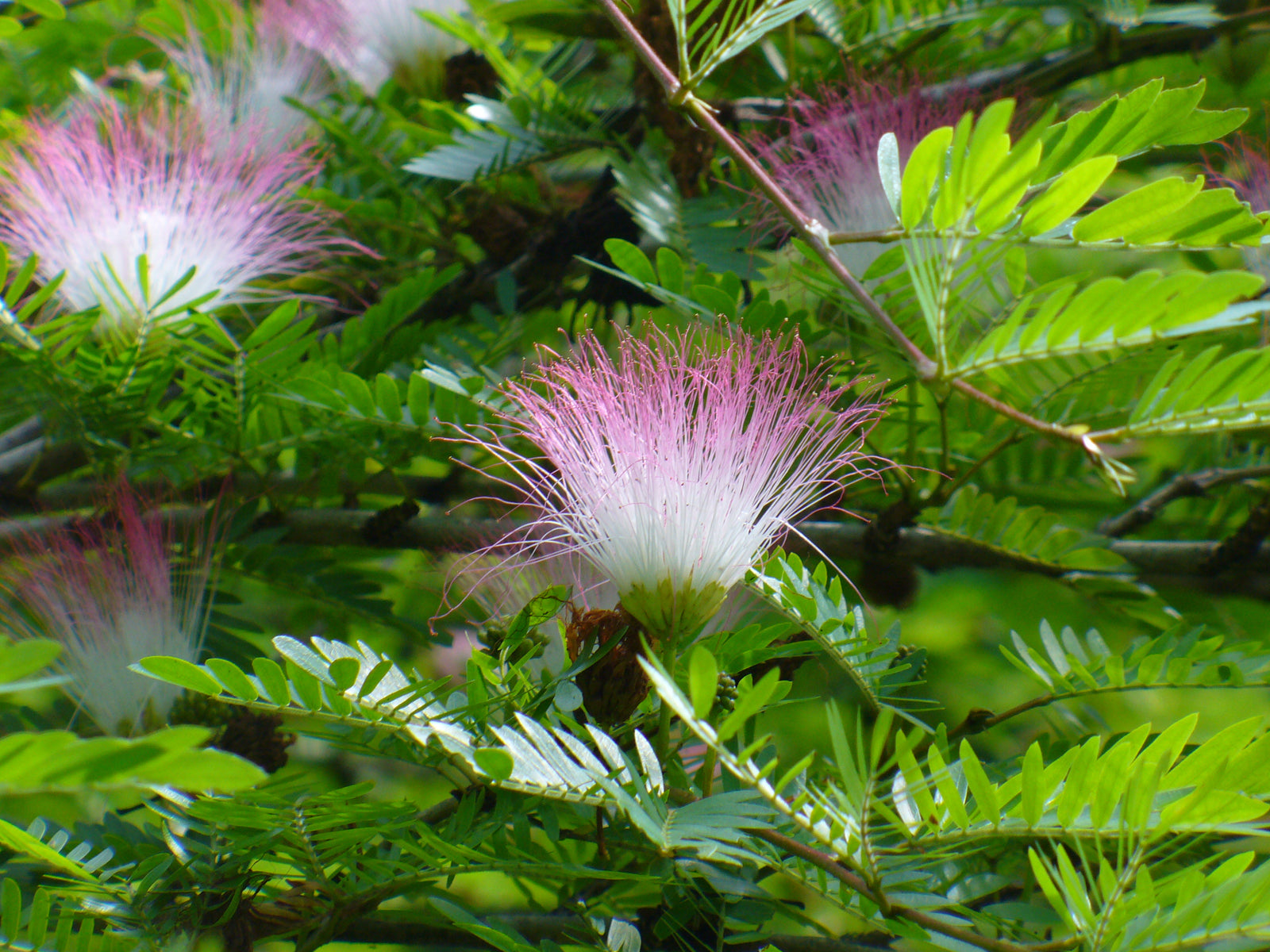 Calliandra Surinam