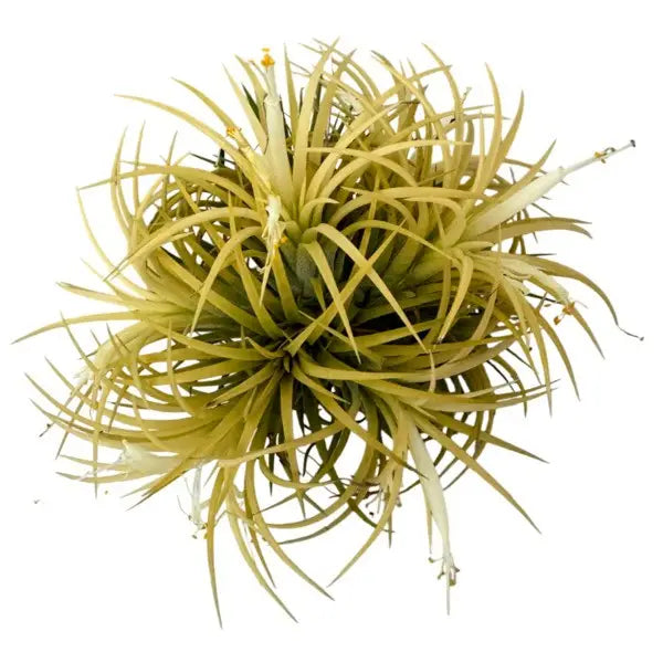 Tillandsia Ionantha Yellow - Air Plant
