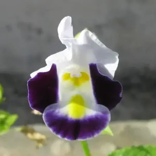 Torenia Fournieri Plant - Wishbone Flowers – Clown Flowers