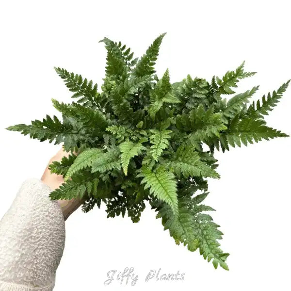 Korean Rock Fern, Polystichum Tsus-Simense - Rare
