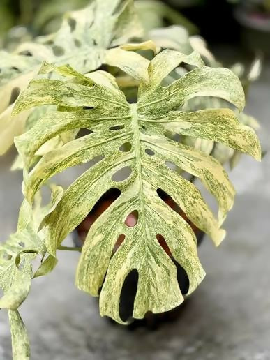 Monstera Deliciosa Legacy – Rare Collector's Plant - Aloevera Greens
