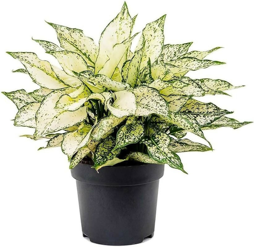 Aglaonema super white (3.5 inch pot)