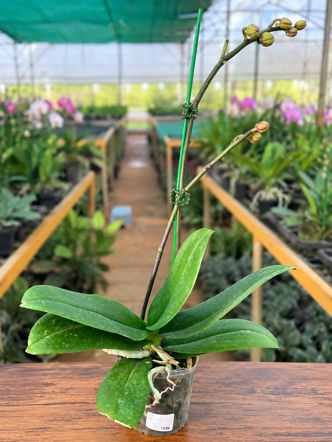 Phalaenopsis-1274