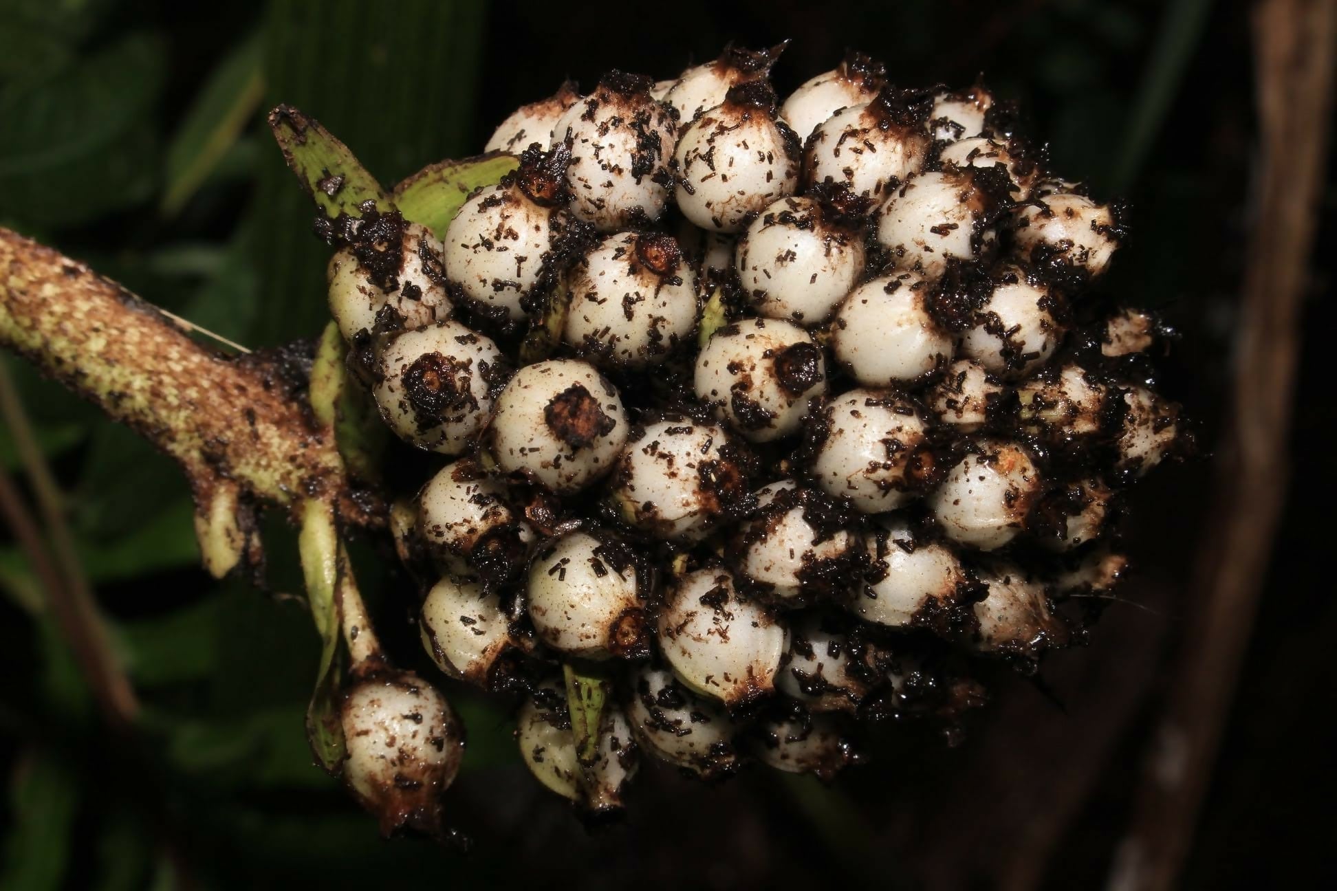 Lemba Fruit Plants (Curculigo Capitulata)