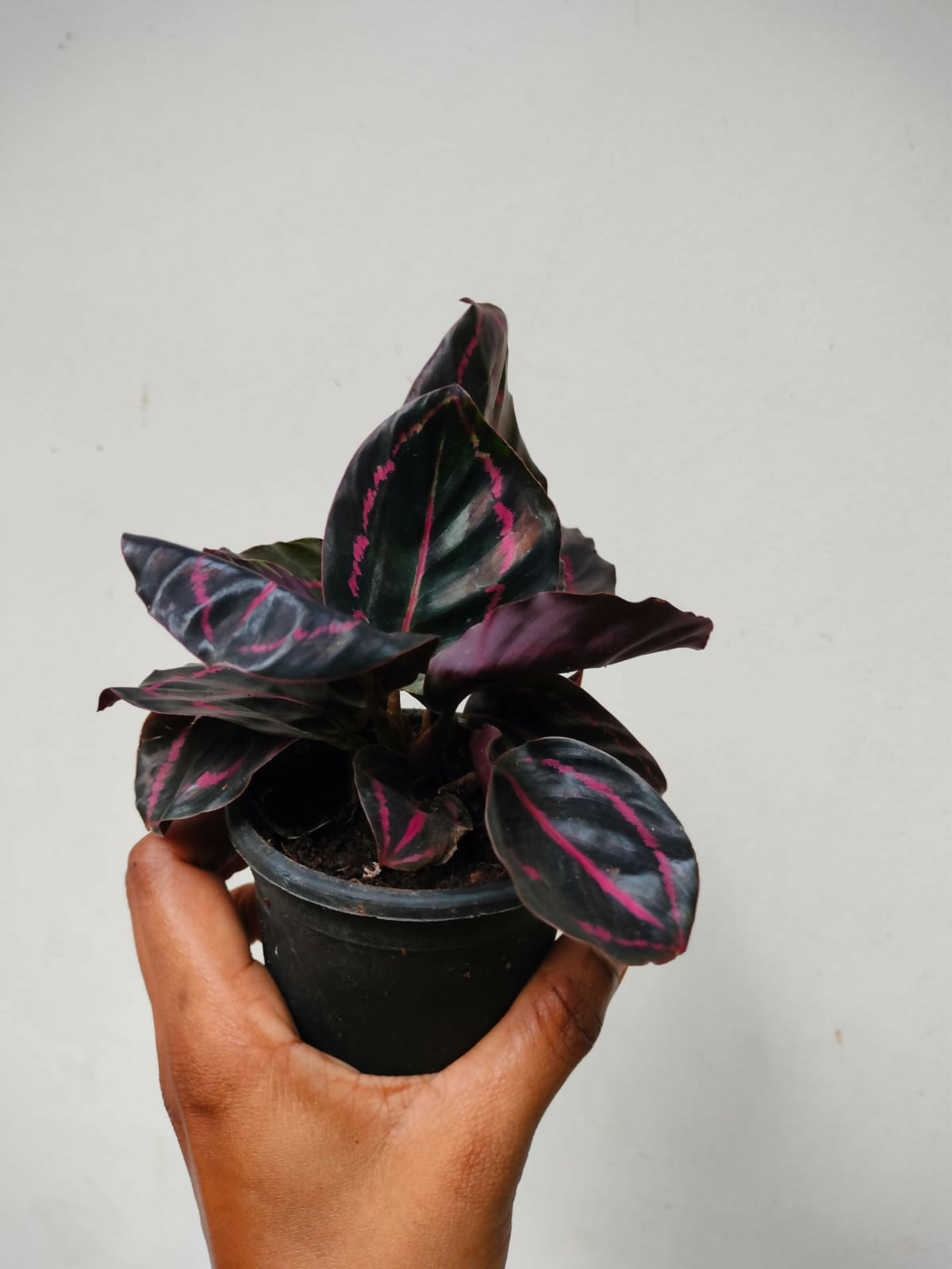 Calathea Dottie- Tropical indoor plant-The Lush Flora