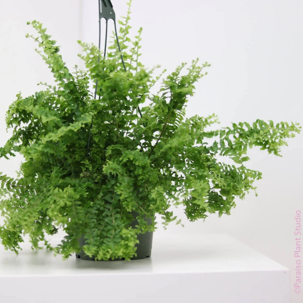 Petticoat Fern