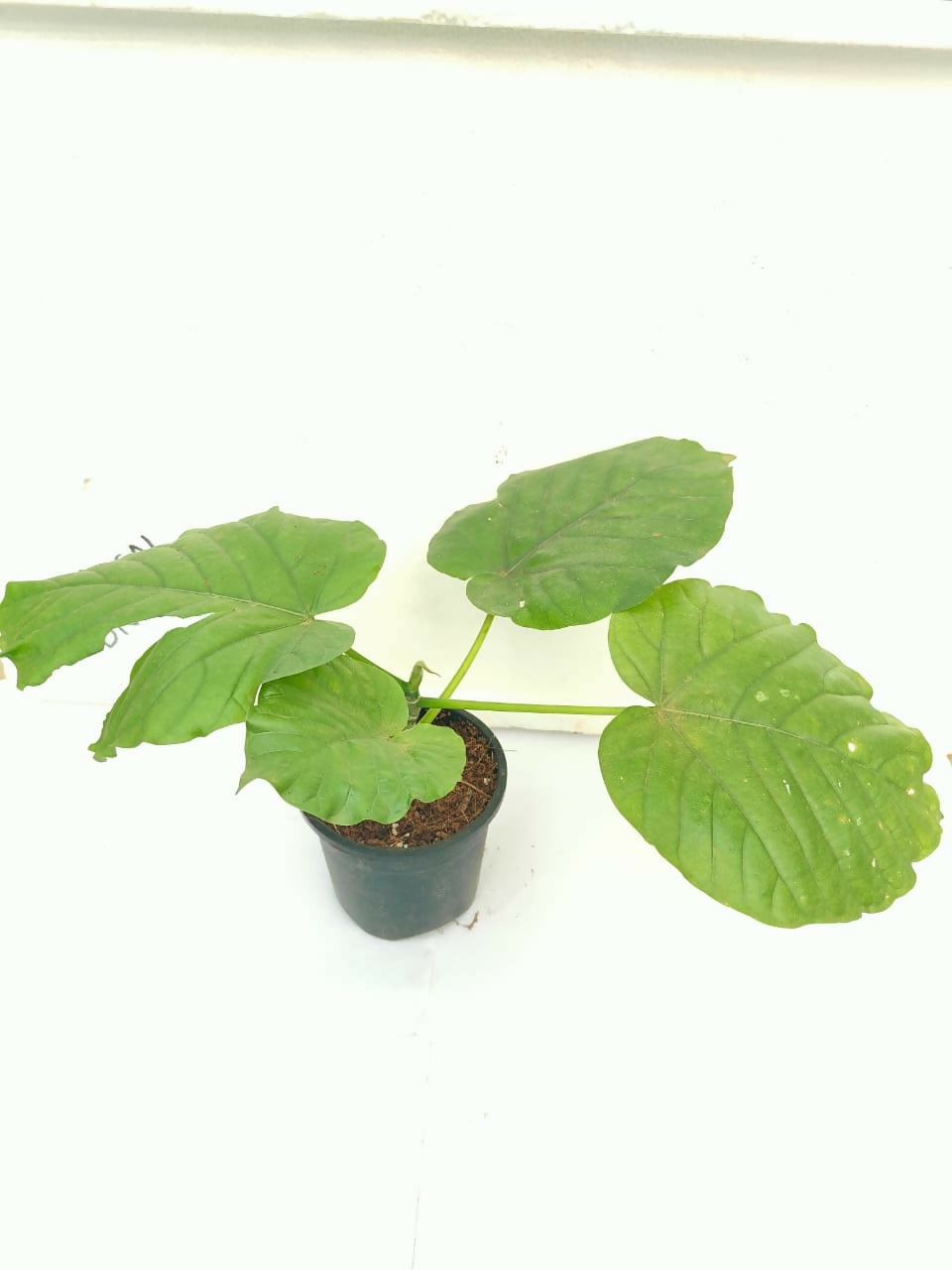 Ficus umbulata (4 inch pot)