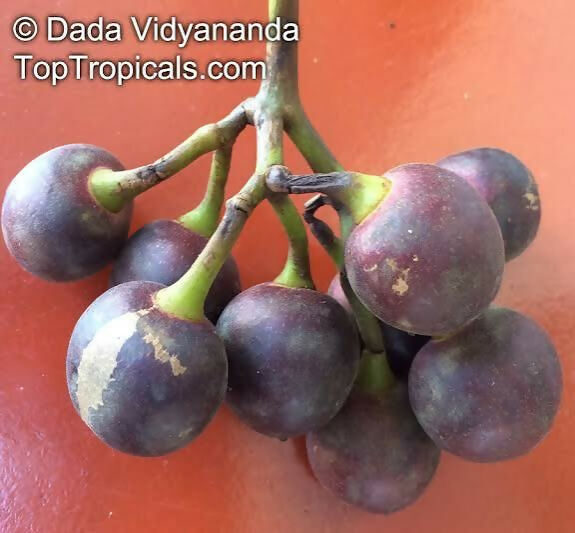 Amazon Grape – Live Grafted Exotic Fruit Tree - Keyfarm Wayanad