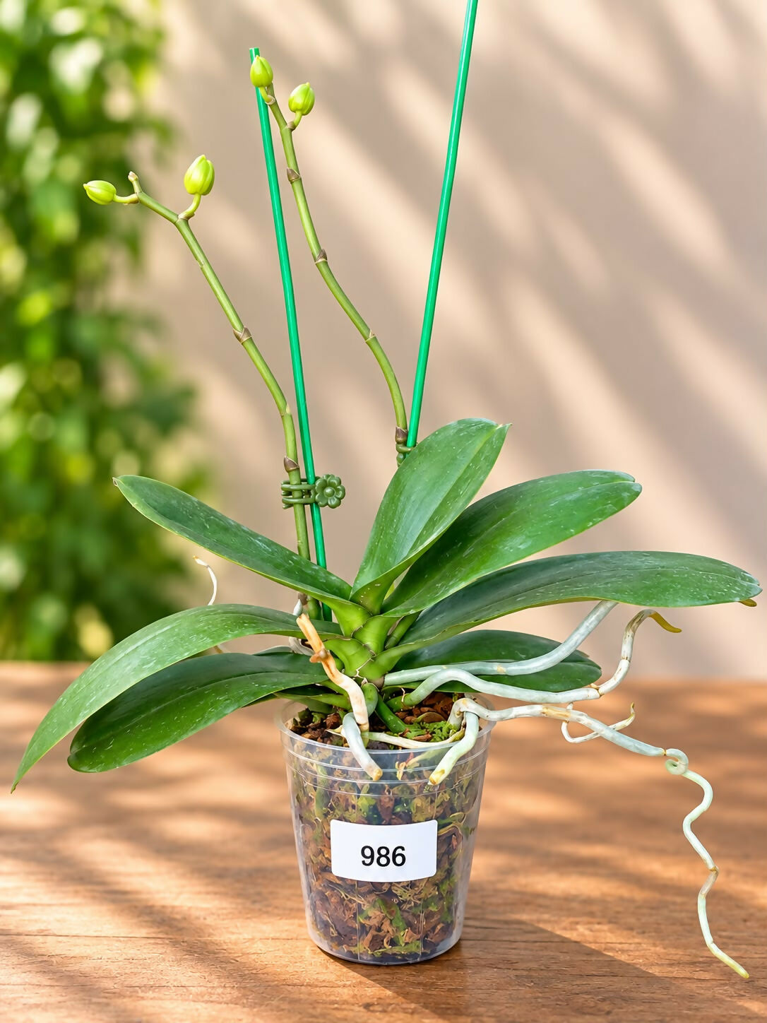 Phalaenopsis-986