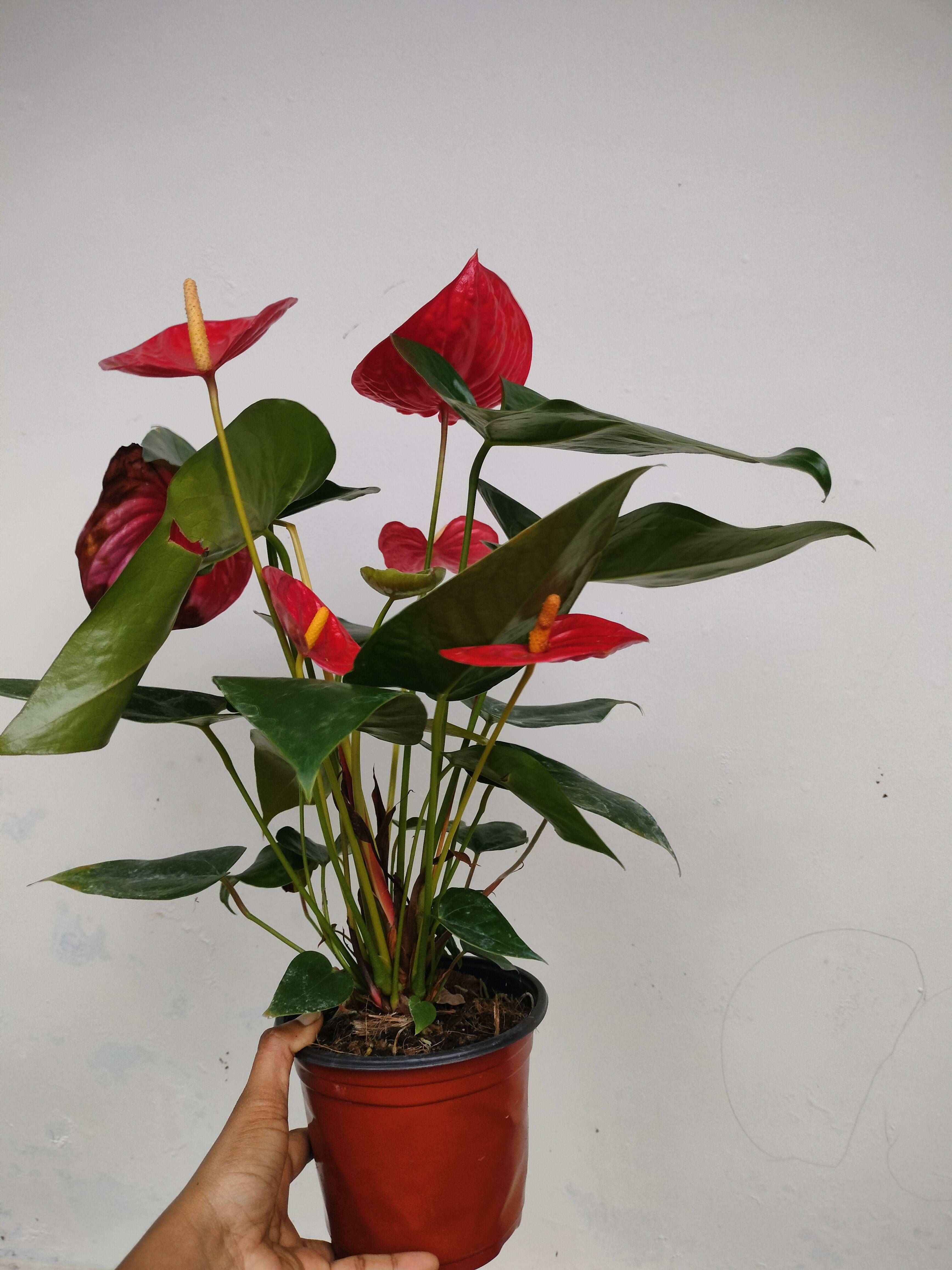 Holland Anthurium Blood red colour- imported high quality anthurium- The Lush Flora
