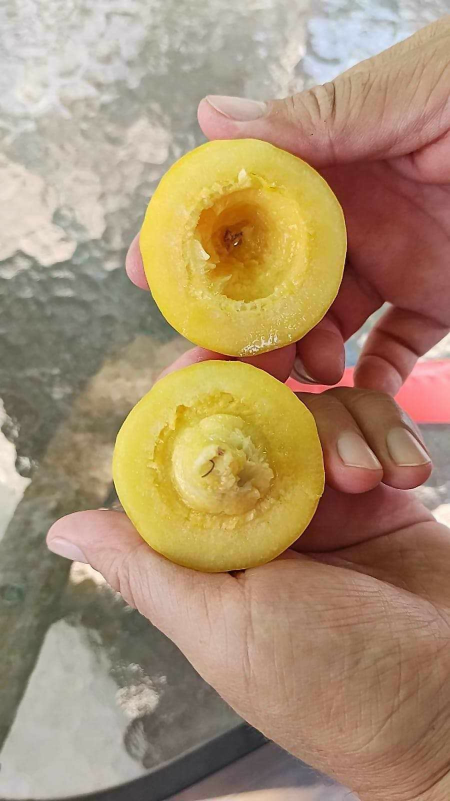 Ziricote Fruit Plant (Cordia dodecandra)