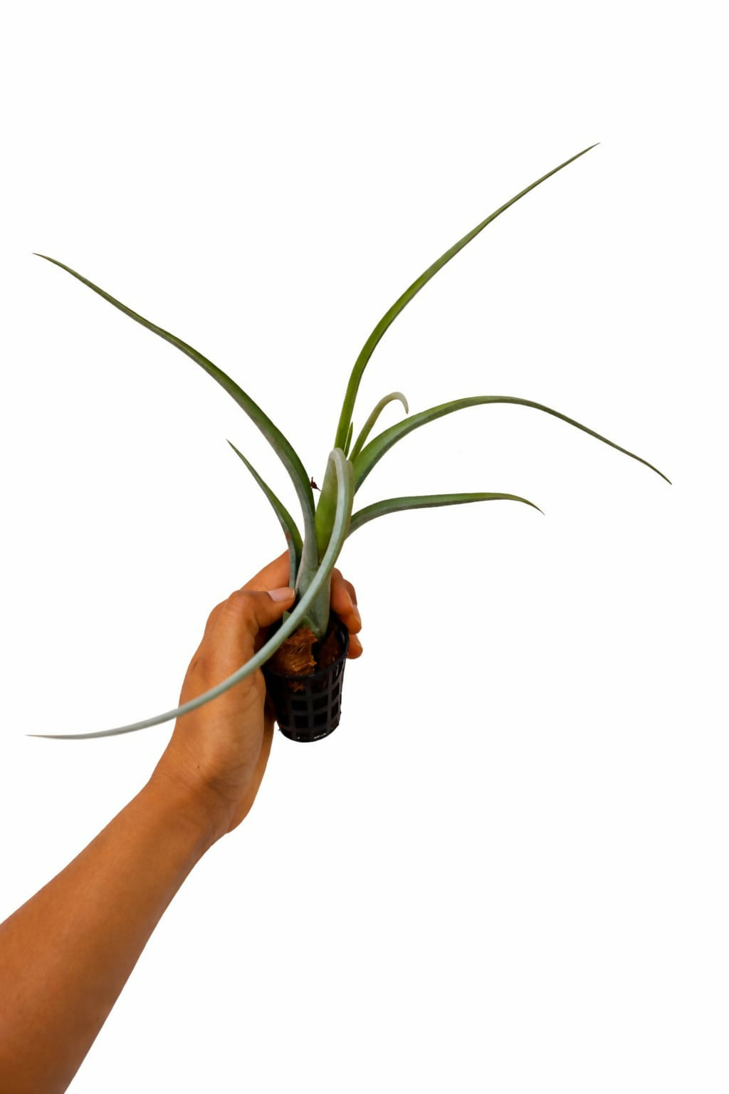 Tillandsia Intermedia