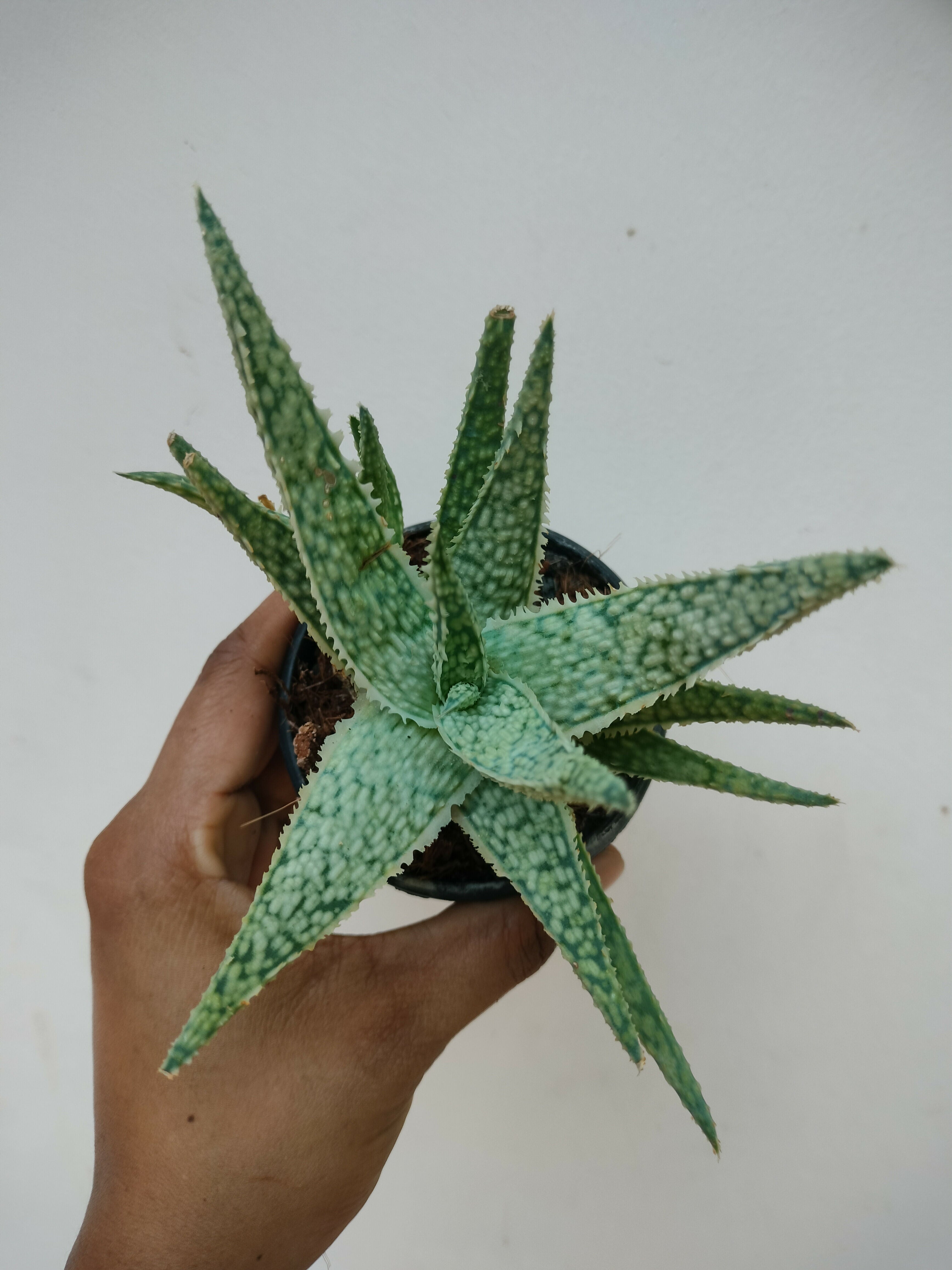 Aloe hybrid blizzard