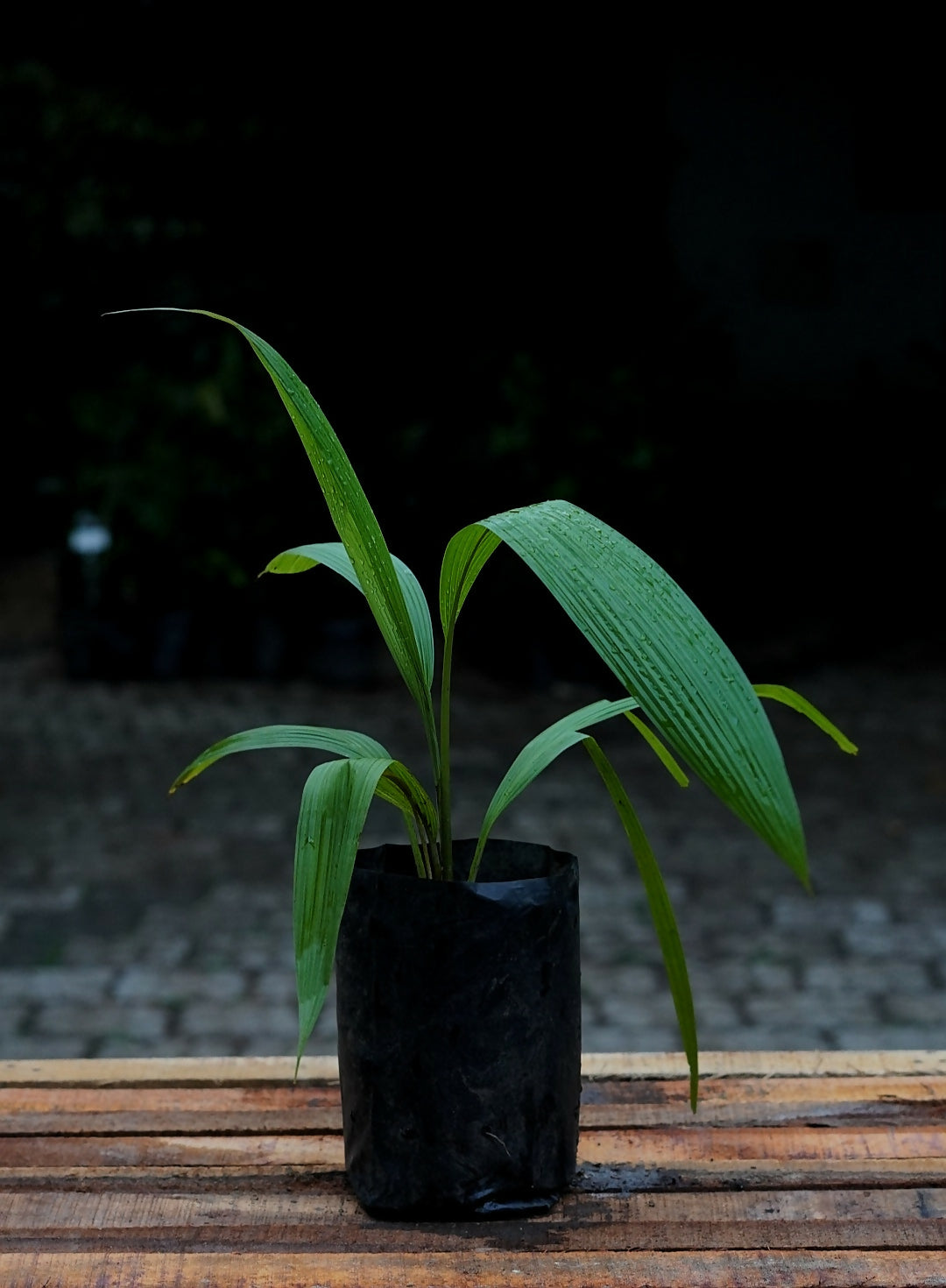Lemba Fruit Plants (Curculigo Capitulata)